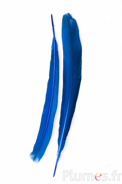 Paon violet - 45-52 cm - turquoise